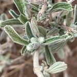 Leucas tomentosa Hoja