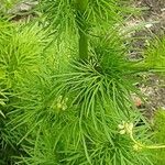 Delphinium ajacis Leaf