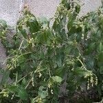 Mercurialis annua Плод