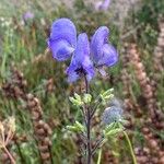 Aconitum napellusŽiedas