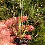 Fimbristylis autumnalis Habit