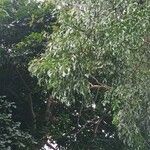 Acacia auriculiformis Folha