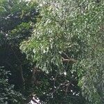 Acacia auriculiformis Fuelha