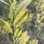 Salix lasiolepis Blüte