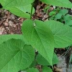 Lunaria redivivaLevél