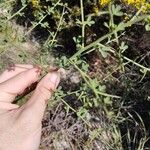 Cytisus spinosus عادت