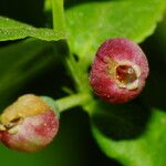 Vaccinium myrtillus Flor