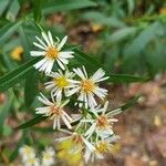 Symphyotrichum lanceolatumFlower