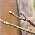 Acer pseudoplatanus Other