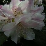 Rhododendron adenogynum Flower