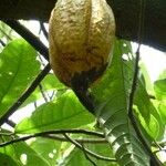 Theobroma cacao Fruit