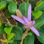 Grewia occidentalis Квітка