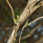 Geniostoma borbonicum Fruct