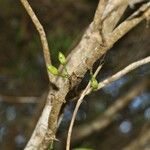 Geniostoma borbonicum Frukto