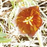 Fritillaria biflora Cvet