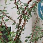 Rosa sericea Likasa
