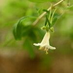 Lonicera pyrenaica Blodyn