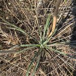 Yucca arkansana Habit