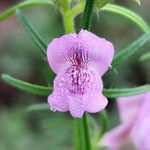 Misopates orontium 花