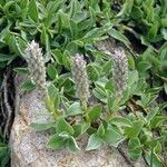 Salix petrophila Συνήθη χαρακτηριστικά