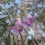 Chilopsis linearis Flower