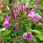 Cleome houtteana Flor