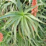 Aloe arborescens Листок