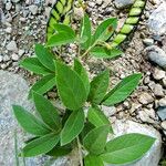 Cajanus cajan Leaf