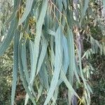 Eucalyptus camaldulensis Φύλλο