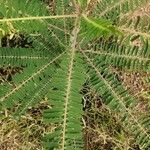 Sesbania bispinosa Hoja