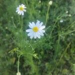 Anthemis cotulaBlomst