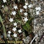 Omphalodes linifolia Other