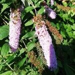 Buddleja davidiiফুল