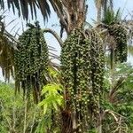 Arenga pinnata Fruit