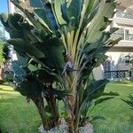 Strelitzia nicolai Hoja