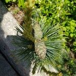 Pinus parviflora Fruit