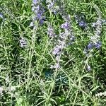 Salvia azurea Облик