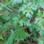 Geranium robertianum Blad