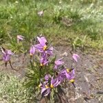 Primula pauciflora Fleur