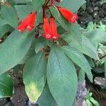 Kohleria hirsuta Feuille