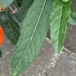 Solanum pseudocapsicum Blad