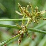 Cyperus fuscus Vrucht