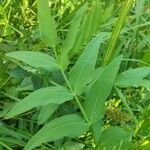 Sium latifolium Hoja