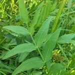 Sium latifolium Blad