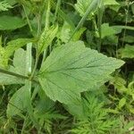 Geum laciniatum Leaf