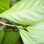 Cordia collococca Leaf