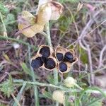 Dipcadi serotinum Fruit