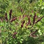 Amorpha fruticosaBlomst