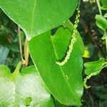 Anredera cordifolia Blodyn