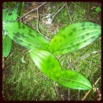 Scoliopus bigelovii Hoja